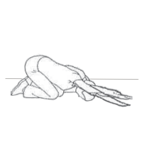 cat stretch at home excercise